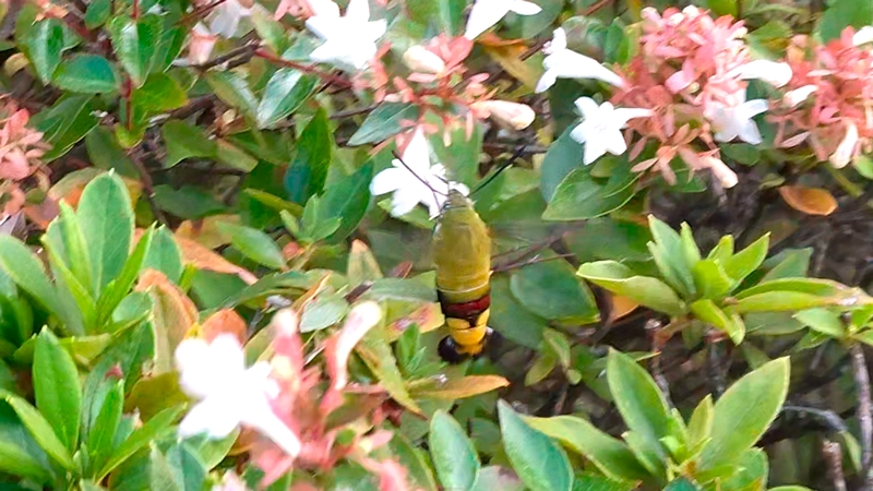オオスカシバ 川崎市幸区