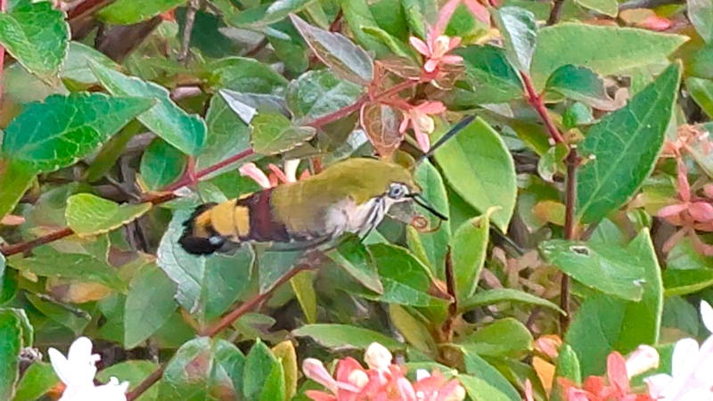 オオスカシバ 川崎市幸区