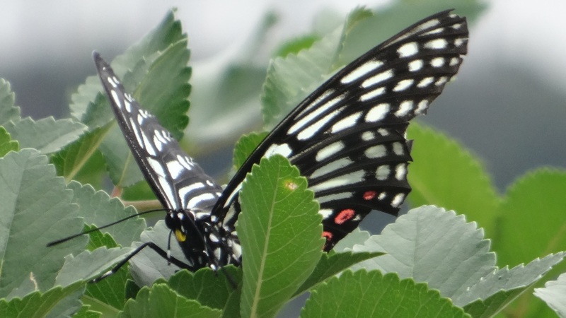 アカボシゴマダラ 横浜市旭区今宿南町