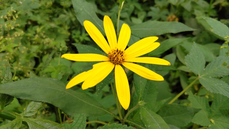 キクイモの花 横浜市旭区今宿南町