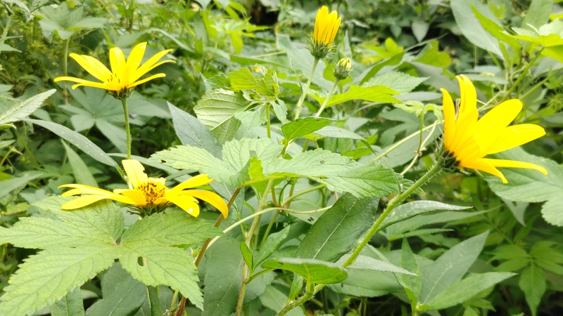 キクイモの花 横浜市旭区今宿南町
