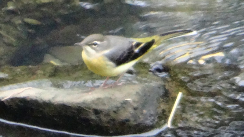 キセキレイ 横浜市旭区今宿南町