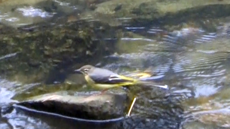キセキレイ 横浜市旭区今宿南町