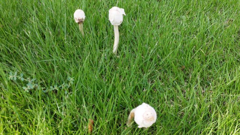 オオシロカラカサタケ 川崎市幸区創造のもり