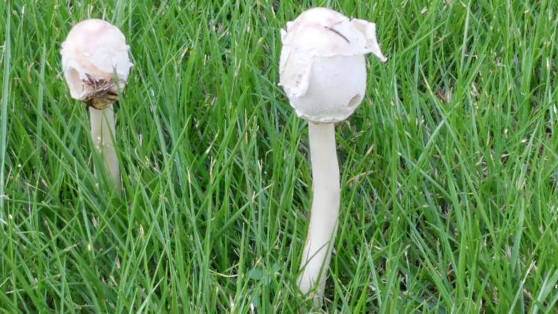 オオシロカラカサタケ 川崎市幸区創造のもり