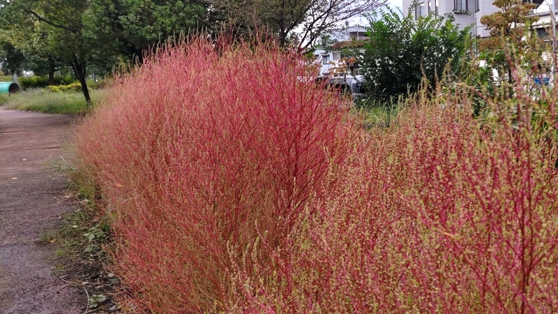 ホウキギの花 川崎市幸区さいわいふるさと公園