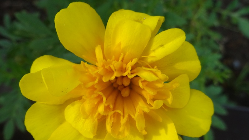 マリーゴールドの花 川崎市幸区さいわいふるさと公園