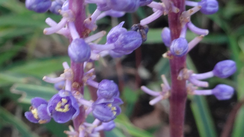 ヤブランの花 川崎市幸区さいわいふるさと公園