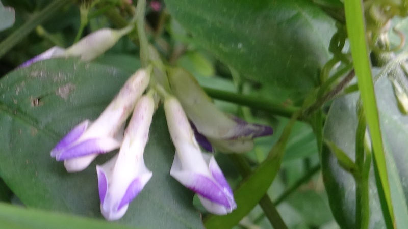 ヤブマメの花 川崎市幸区さいわいふるさと公園
