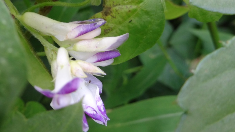 ヤブマメの花 川崎市幸区さいわいふるさと公園