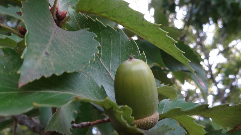 コナラの果実 川崎市幸区さいわいふるさと公園