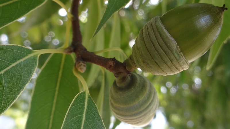 シラカシの果実 川崎市幸区さいわいふるさと公園