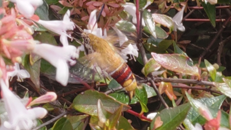 オオスカシバ 川崎市幸区