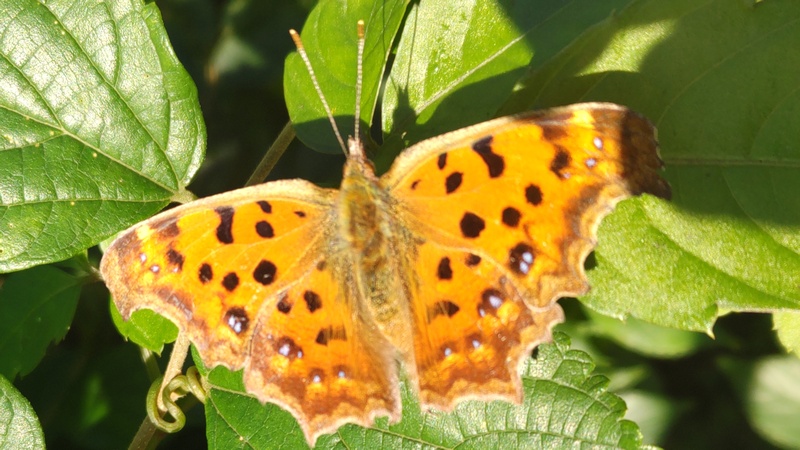 ヤブガラシのキタテハ 横浜市旭区今宿南町