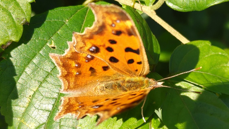 ヤブガラシのキタテハ 横浜市旭区今宿南町