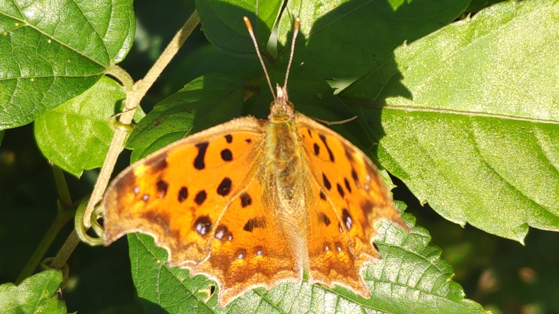 ヤブガラシのキタテハ 横浜市旭区今宿南町