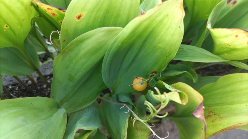 スズランの果実 横浜市旭区今宿南町