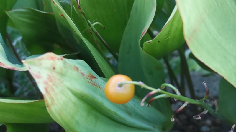 スズランの果実 横浜市旭区今宿南町