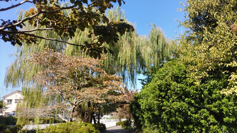 シダレヤナギ 横浜市旭区今宿西町