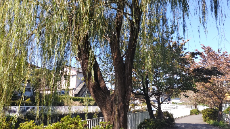 シダレヤナギ 横浜市旭区今宿西町