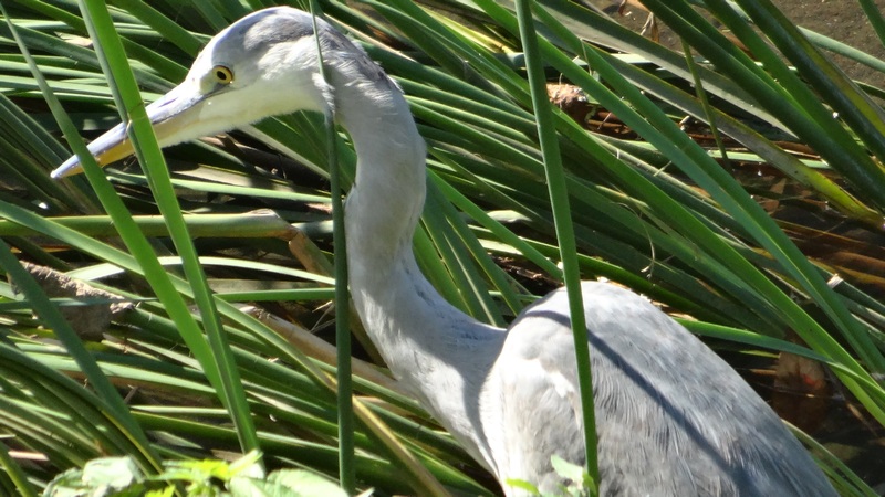 アオサギ 横浜市旭区今宿南町