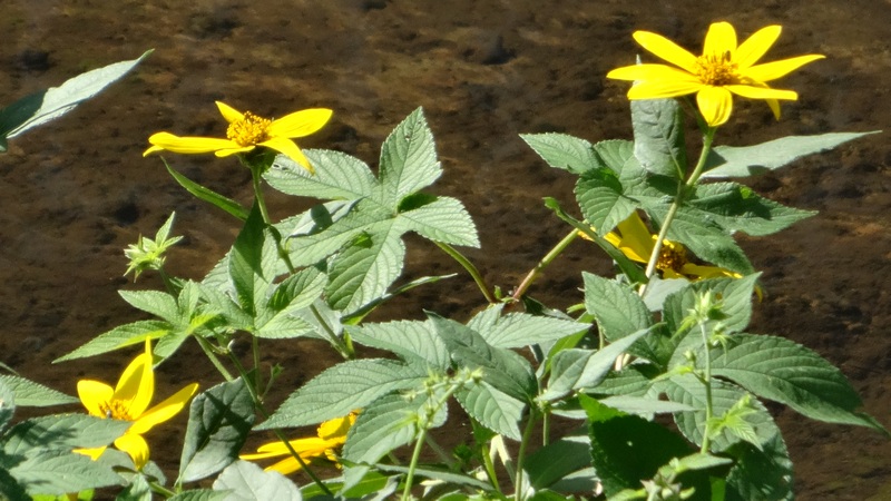 キクイモの花 横浜市旭区今宿南町
