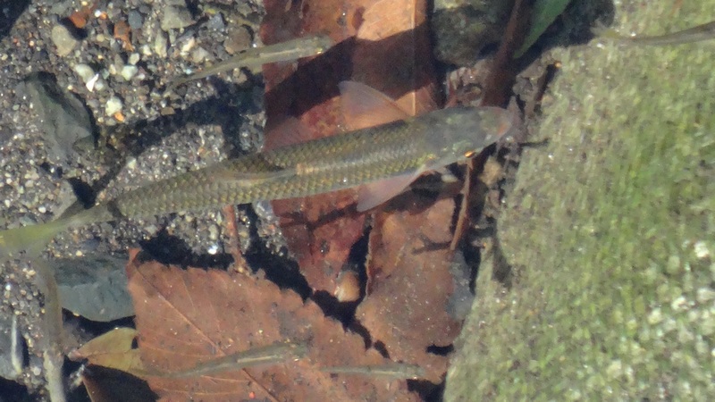 オイカワ 横浜市旭区今宿南町