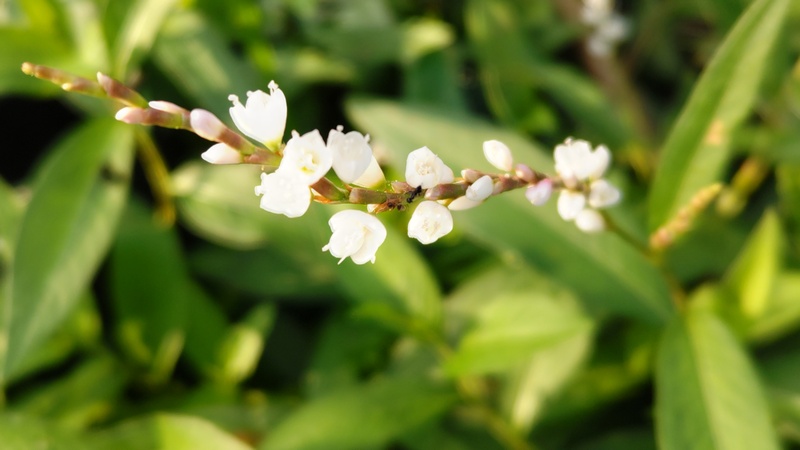 シロバナサクラタデの花 横浜市旭区今宿南町