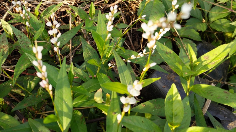 シロバナサクラタデの花 横浜市旭区今宿南町