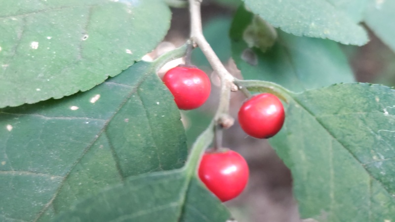 ウメモドキの果実 横浜市旭区希望が丘水の森公園