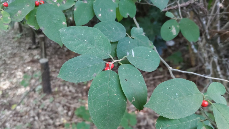 ウメモドキの果実 横浜市旭区希望が丘水の森公園
