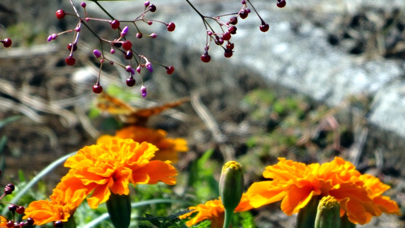 ハゼランとマリーゴールドの花 横浜市旭区希望が丘ふれあいの森公園