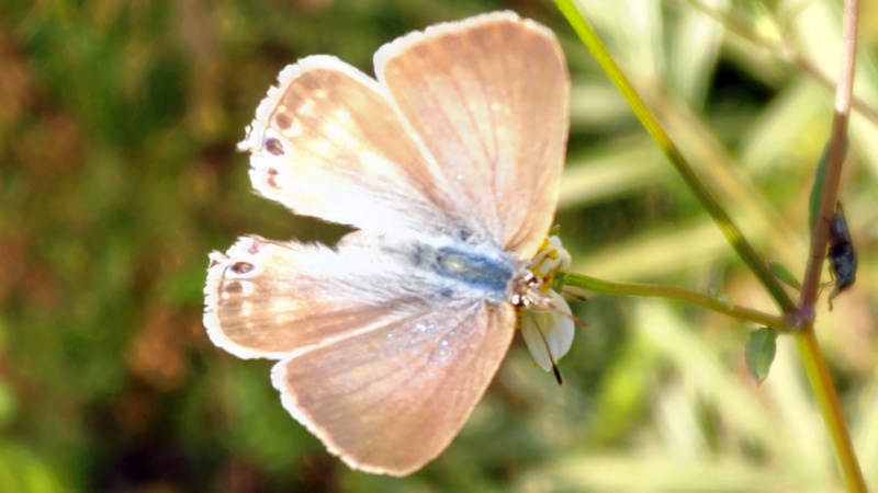 ウラナミシジミ♀ 横浜市旭区今宿東町