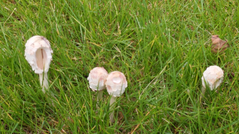 オオシロカラカサタケ 川崎市幸区創造のもり