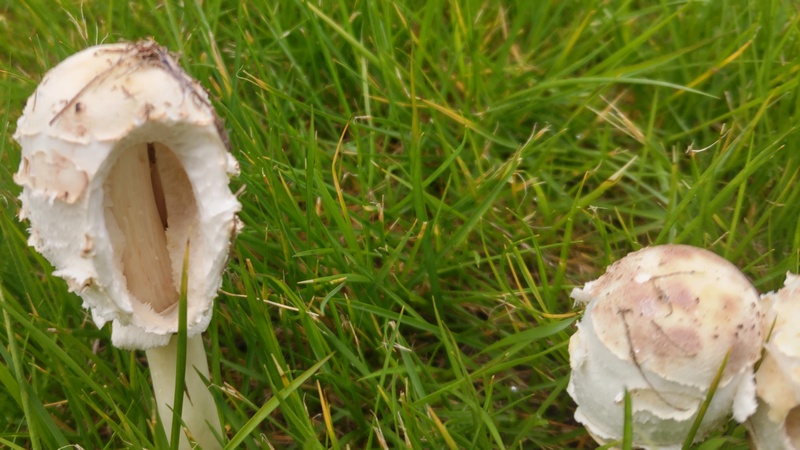 オオシロカラカサタケ 川崎市幸区創造のもり