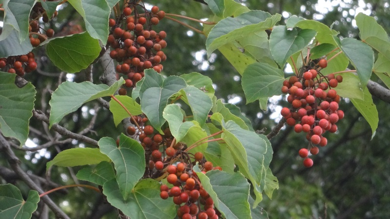 イイギリの果実 川崎市幸区さいわいふるさと公園