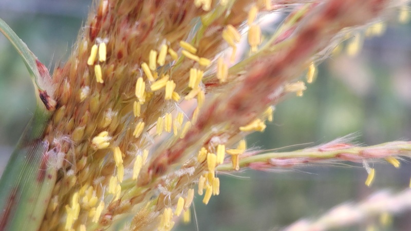 ススキの花 川崎市幸区さいわいふるさと公園