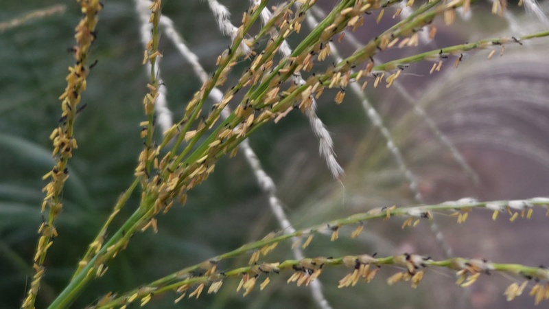 ススキの花 川崎市幸区さいわいふるさと公園