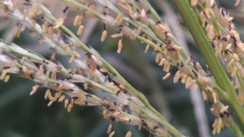 ススキの花 川崎市幸区さいわいふるさと公園