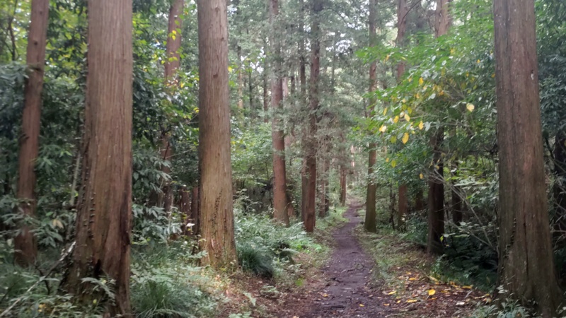 追分市民の森 横浜市旭区矢指町追分市民の森