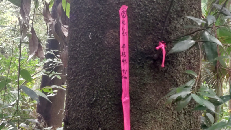 シラカシに付けられたリボン 横浜市旭区矢指町追分市民の森