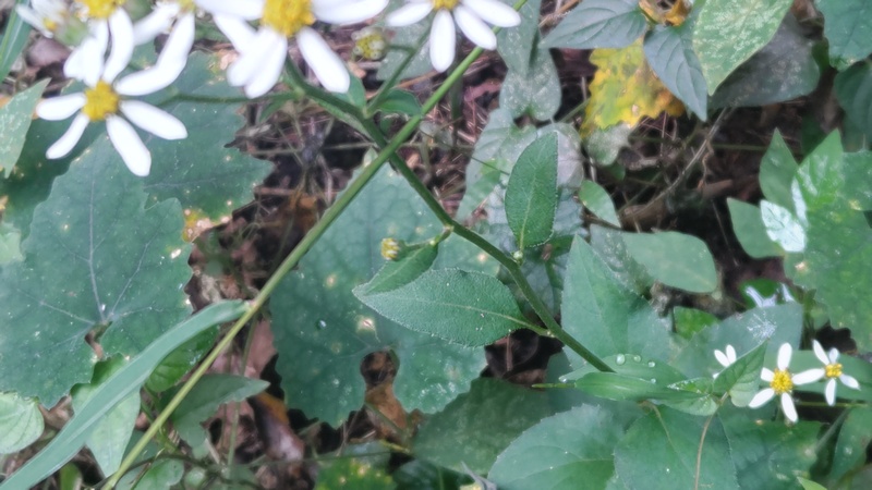 シラヤマギク 横浜市旭区矢指町追分市民の森