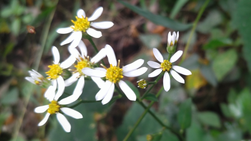 シラヤマギク 横浜市旭区矢指町追分市民の森