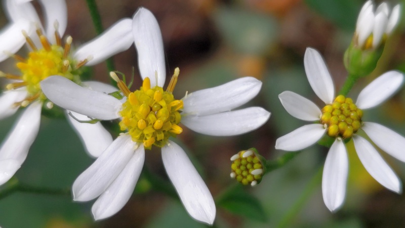 シラヤマギク 横浜市旭区矢指町追分市民の森