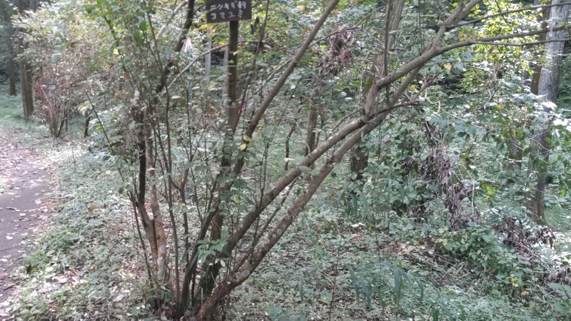 コマユミ 横浜市旭区矢指町追分市民の森