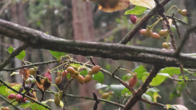 コマユミの果実 横浜市旭区矢指町追分市民の森