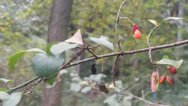 コマユミの果実 横浜市旭区矢指町追分市民の森