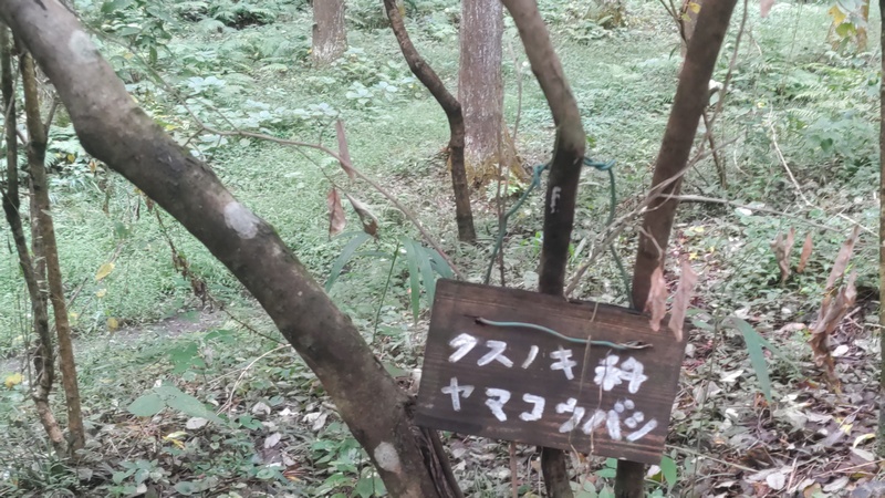 ヤマコウバシ 横浜市旭区矢指町追分市民の森