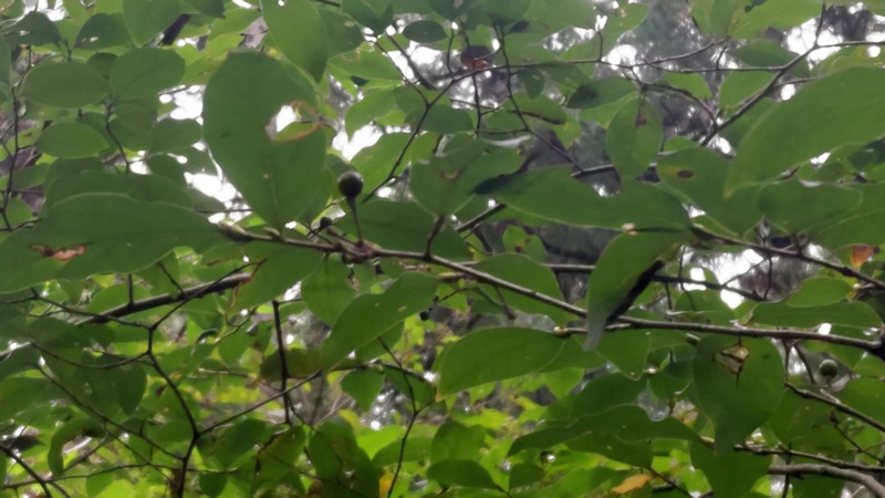 ヤマコウバシの果実 横浜市旭区矢指町追分市民の森