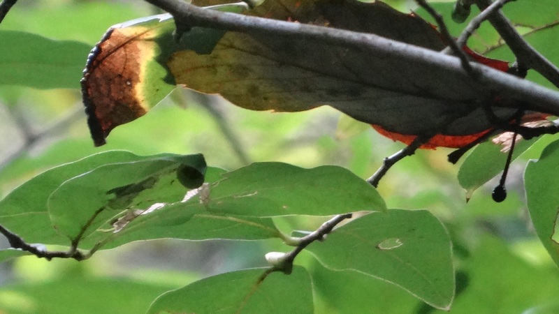 ヤマコウバシの果実 横浜市旭区矢指町追分市民の森